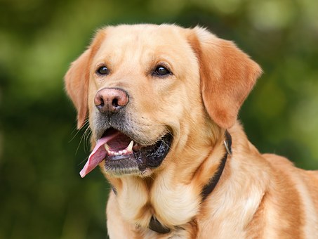 Clinicas Veterinrias
